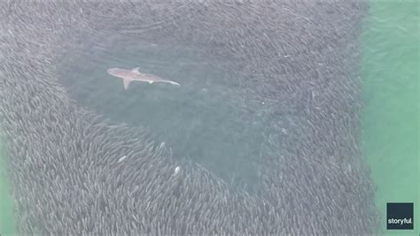 Sharks Chomp Through Massive School of Fish Near Long Island .